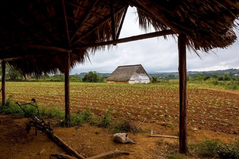 Leaf-covered shelter near a drying barn for tobacco plants, Viñales, Cuba, Pinar del Río, Cuba,