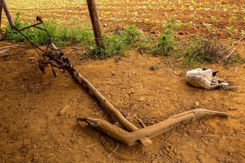 Leaf-covered shelter near a drying barn for tobacco plants, Viñales, Cuba, Pinar del Río, Cuba,