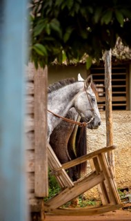 Tied horse on a terrace with rocking chair, Viñales, Cuba, Pinar del Río, Cuba, Viñales, Pinar del