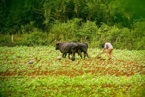 Baür flügt mit zwei Bullen eeinen Tabakacker, Tobacco field, Agriculture, Tobacco (Nicotiana),