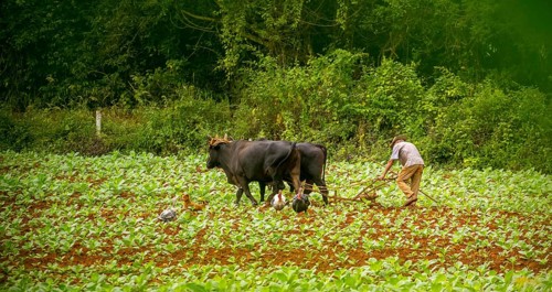 Baür flügt mit zwei Bullen eeinen Tabakacker, Tobacco field, Agriculture, Tobacco (Nicotiana),