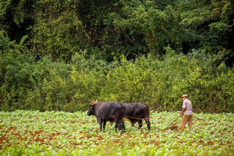Baür flügt mit zwei Bullen eeinen Tabakacker, Tobacco field, Agriculture, Tobacco (Nicotiana),