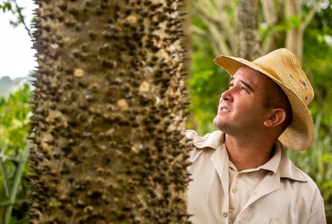 Florett silk tree (Ceiba speciosa) with travel guide, Viñales, Cuba, Pinar del Río, Cuba, Viñales,