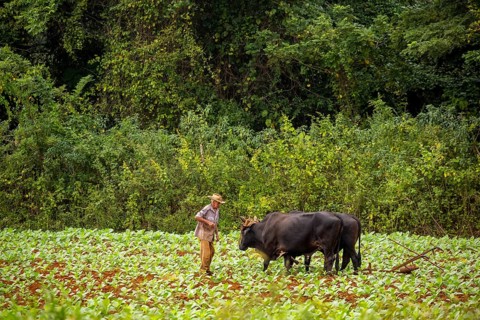 Baür flügt mit zwei Bullen eeinen Tabakacker, Tobacco field, Agriculture, Tobacco (Nicotiana),