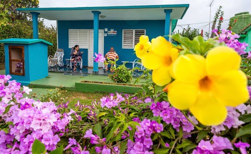 Golden trumpet (Allamanda cathartica) with Casa Particular, private accommodation in Cuba, Viñales,