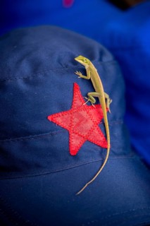 Beige cap with red Soviet star and gecko (Gekkonidae) and Ernesto Che Guevara sticker, La Habana,