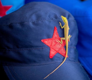 Blue cap with red soviet star and gecko (Gekkonidae), La Habana, Cuba, Caribbean, Central America,