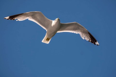 Flying mantled seagull, Larus marinus, spread wings, blue sky, Bakka, Sogn og Fjordane, Norway,