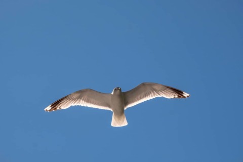 Flying mantled seagull, Larus marinus, spread wings, blue sky, Bakka, Sogn og Fjordane, Norway,