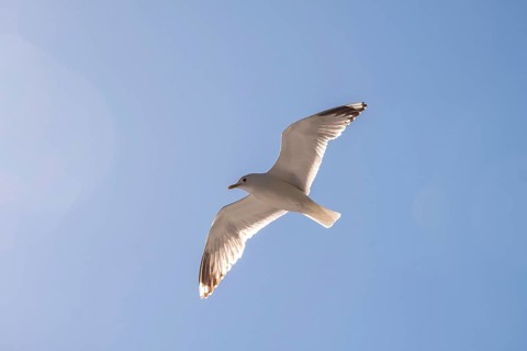 Flying mantled seagull, Larus marinus, spread wings, blue sky, Bakka, Sogn og Fjordane, Norway,