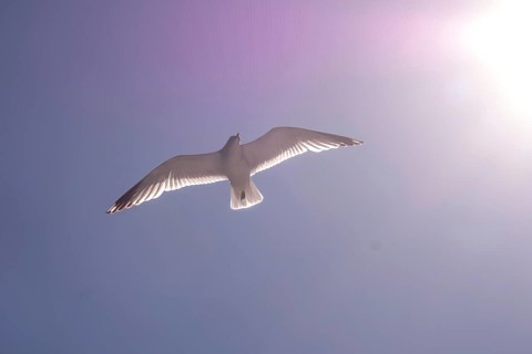 Flying mantled seagull, Larus marinus, spread wings, blue sky, Bakka, Sogn og Fjordane, Norway,