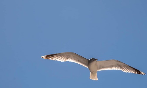 Flying mantled seagull, Larus marinus, spread wings, blue sky, Bakka, Sogn og Fjordane, Norway,
