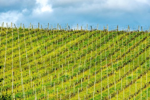 Sardinia, Azienda Vitivinicola, Winery and vineyards, Coddu Vecchiu, Arzachena, Europe, Province of