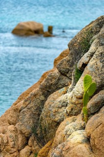 Sardinia, rocky coastal landscape and sea, prickly pear cactus (opuntia ficus-indica), Porto Cervo,