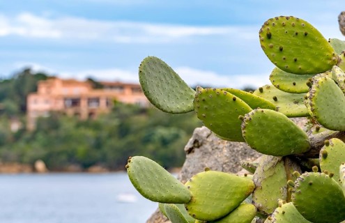 Sardinia, cactus plant prickly pear (opuntia ficus-indica), worth seeing harbour town Porto Cervo,