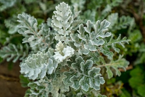 Sardinia, silver ragwort (jacobaea maritima), also silver ragwort, flower plant, Arzachena, Europe,