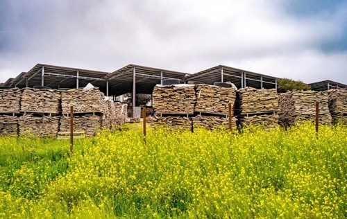 Sardinia, storage place wood pile in front of green meadow with yellow flowers, production of wine