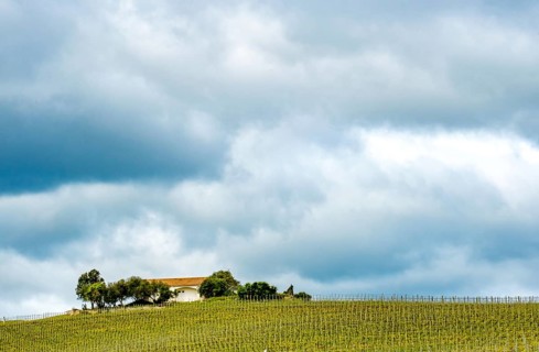 Sardinia, Azienda Vitivinicola, winery and vineyards, blue sky, Coddu Vecchiu, Arzachena, Europe,