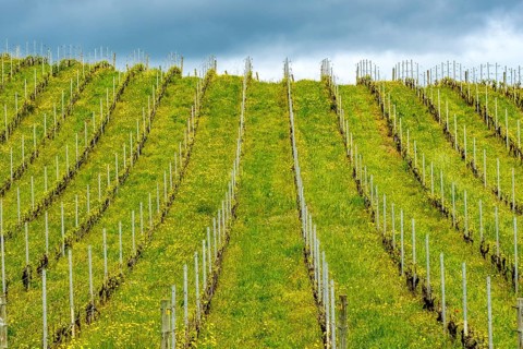 Sardinia, Azienda Vitivinicola, Winery and vineyards, Sky and clouds, Coddu Vecchiu, Arzachena,