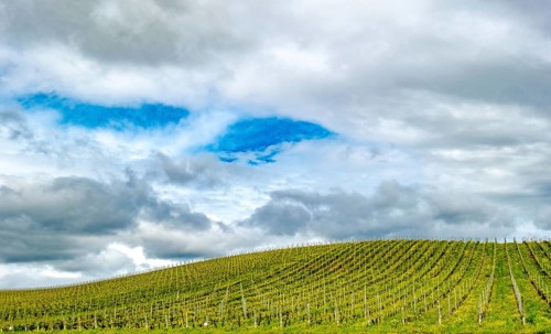 Sardinia, Azienda Vitivinicola, winery and vineyards, sky and clouds, Coddu Vecchiu, Arzachena,