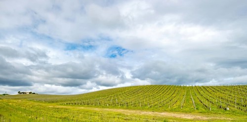 Sardinia, Azienda Vitivinicola, winery and vineyards, sky and clouds, Coddu Vecchiu, Arzachena,