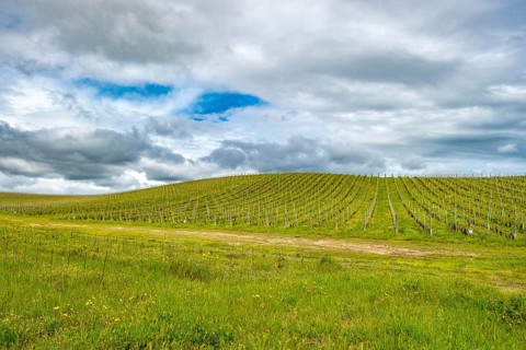 Sardinia, Azienda Vitivinicola, winery and vineyards, sky and clouds, Coddu Vecchiu, Arzachena,