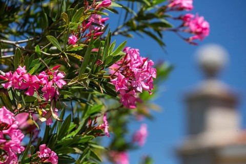 Oleander (Nerium oleander), Evora, Évora district, Portugal