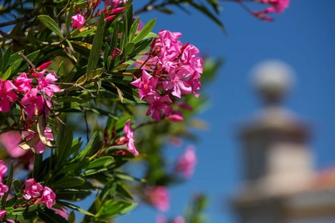 Oleander (Nerium oleander), Evora, Évora district, Portugal