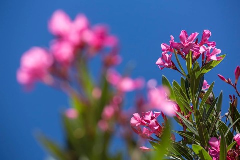 Oleander (Nerium oleander), Evora, Évora district, Portugal