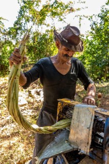 Sugar cane plantation with sugar cane farmer pressing sugar cane juice with a blue mechanical sugar