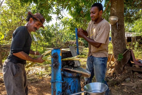 Sugar cane plantation with sugar cane farmers pressing sugar cane juice with a blue mechanical