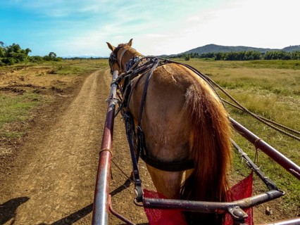 Horseback with drawbar of a single carriage in Valle de los Ingenios, Trinidad, Cuba, Sancti