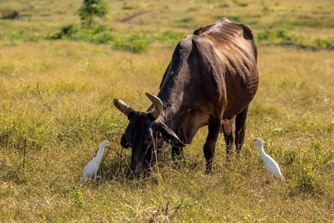 Cattle with cattle egrets Valle de los Ingenios, Trinidad, Cuba, Sancti Spíritus, Cuba, Sancti