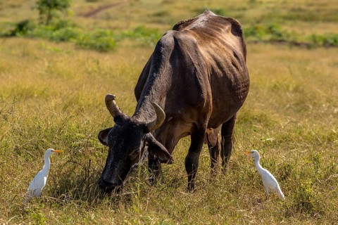 Cattle with cattle egrets Valle de los Ingenios, Trinidad, Cuba, Sancti Spíritus, Cuba, Sancti