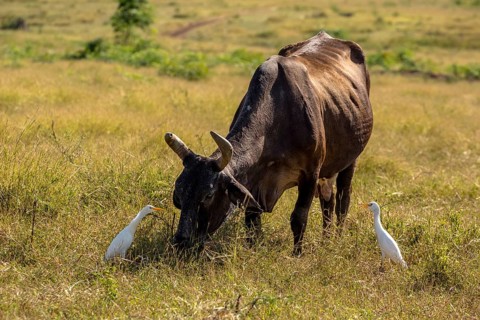 Cattle with cattle egrets Valle de los Ingenios, Trinidad, Cuba, Sancti Spíritus, Cuba, Sancti