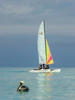 Sailing boat with pelican at the harbour of the hotel PARADISUS VARADERO RESORT SPA, Varadero,