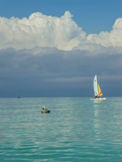 Sailing boat with pelican at the harbour of the hotel PARADISUS VARADERO RESORT SPA, Varadero,