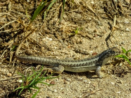 Lizard, Varadero, Cuba, Matanzas, Cuba, Central America