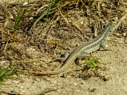 Lizard, Varadero, Cuba, Matanzas, Cuba, Central America
