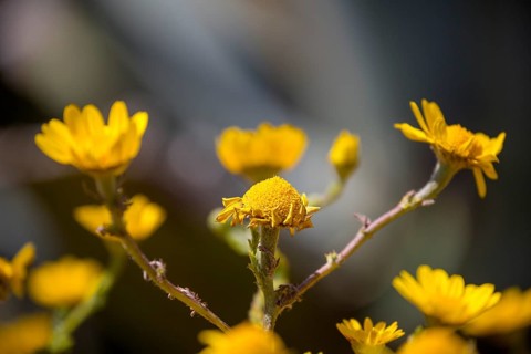Yellow flowers, Cabo da Roca, westernmost point of the continent of Europe, Lisbon coast, São João