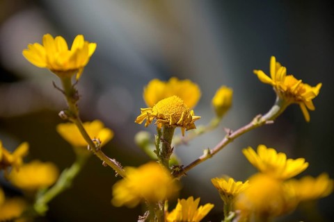 Yellow flowers, Cabo da Roca, westernmost point of the continent of Europe, Lisbon coast, São João