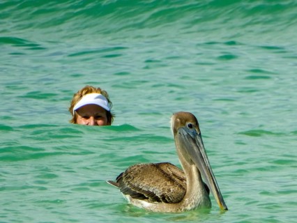 Pelicans on the beach of Varadero, Cuba, Matanzas, Cuba, Central America