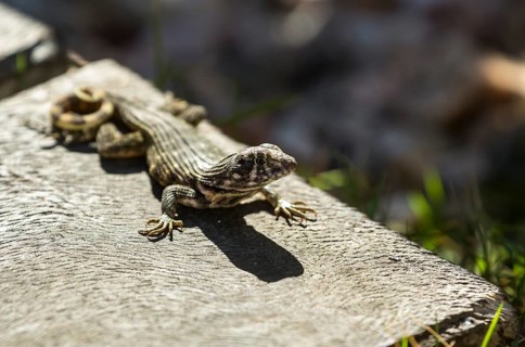 Lizard, Hotel PARADISUS VARADERO RESORT SPA Varadero, Cuba, Matanzas, Cuba, Central America,