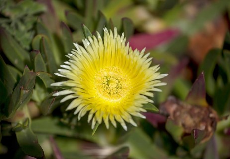 Edible noonday flower, also known as yellow noonday flower, horse fig, Hottentot fig or witch's