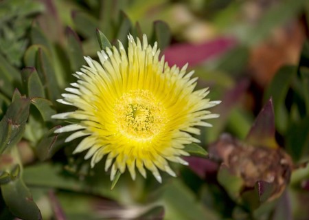 Edible noonday flower, also known as yellow noonday flower, horse fig, Hottentot fig or witch's