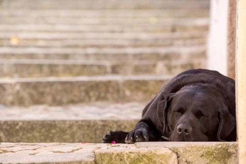 Sleeping dog in the alleys of Sintra, On the steps of the alleys, Lisbon, Lisbon, Portugal