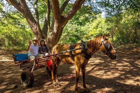 Tourists on a horse-drawn carriage ride in the Valle de los Ingenios, Trinidad, Cuba, Sancti