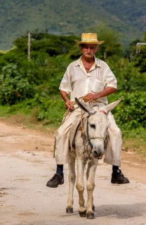 Old Cuban bear on a donkey mule with hat in Valle de los Ingenios, Trinidad, Cuba, Sancti Spíritus,