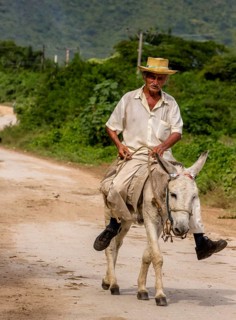 Old Cuban bear on a donkey mule with hat in Valle de los Ingenios, Trinidad, Cuba, Sancti Spíritus,