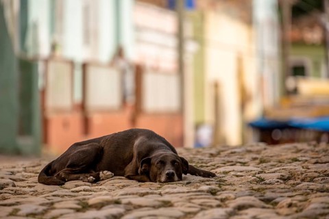 Street scene with sleeping brown dog in the old town of Trinidad, Trinidad, Cuba, Sancti Spíritus,